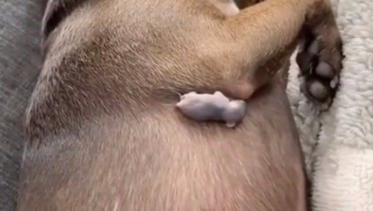 Topolino su un cane 