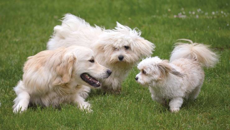 Tre cani nel parco