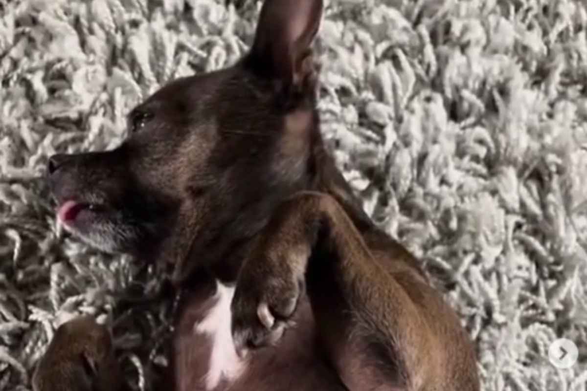Cagnolina adotta un altro animale