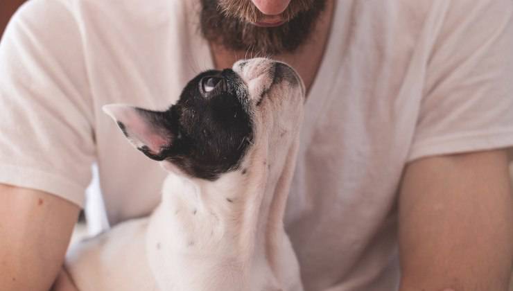 Cagnolino in braccio al suo padrone 