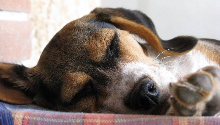 cane cucciolo che dorme