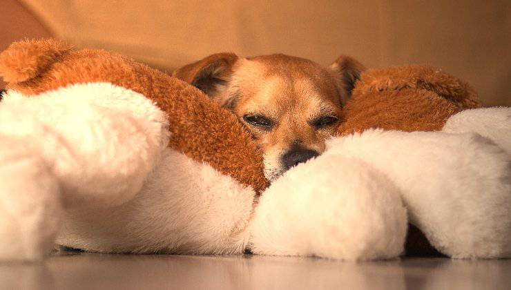 cucciolo e il suo peluche