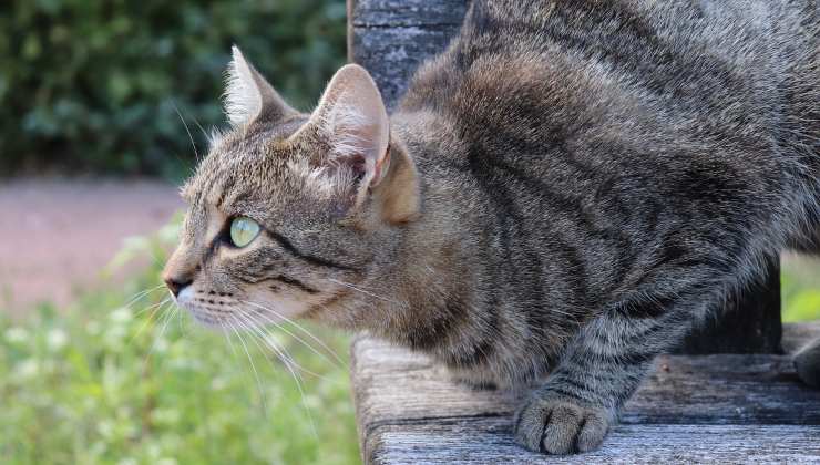 Gatto attento a cacciare 