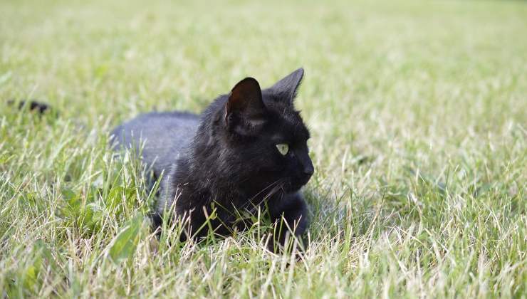 Gatto nero nel prato 
