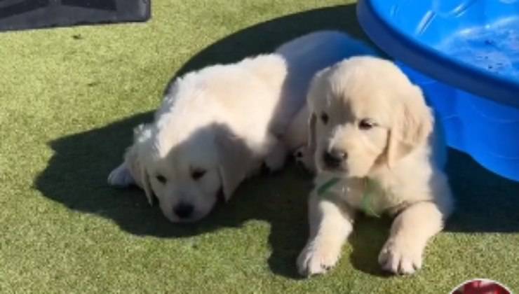 due piccoli di golden retriever