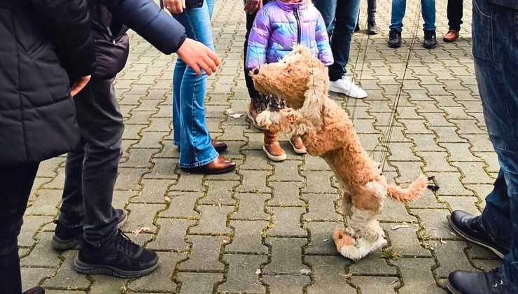 marionetta cane in polonia