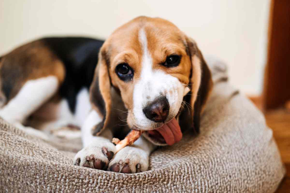 Cane mastica