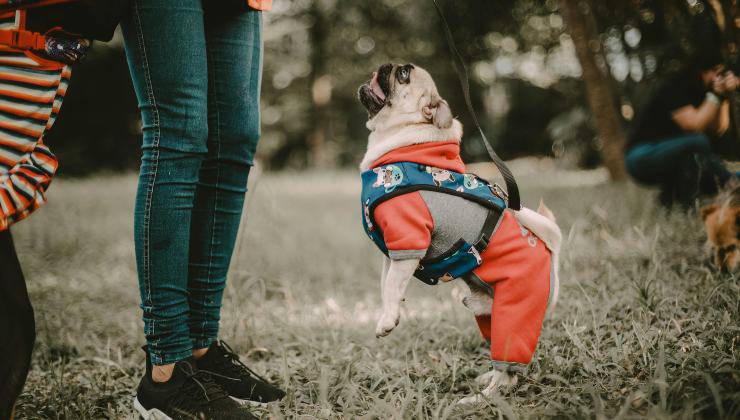 Cane salta per dire al suo umano che è in uno stato di ansia