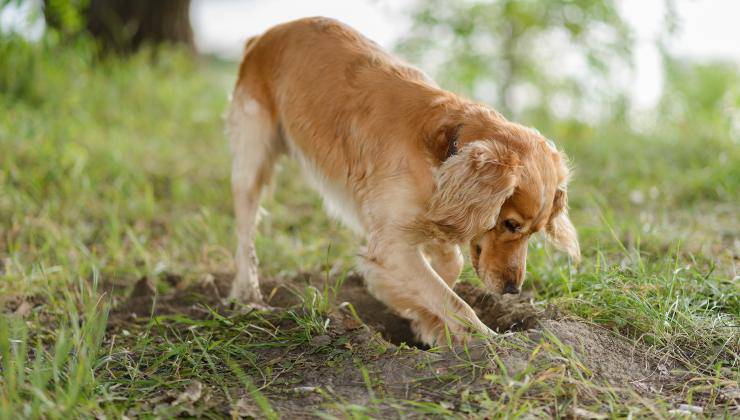 Cane scava buche in giardino