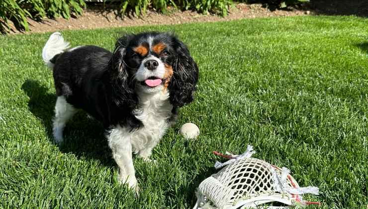 Cane gioca nel giardino così non scava le buche
