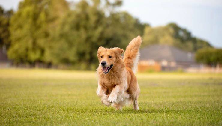 Golden Retriever