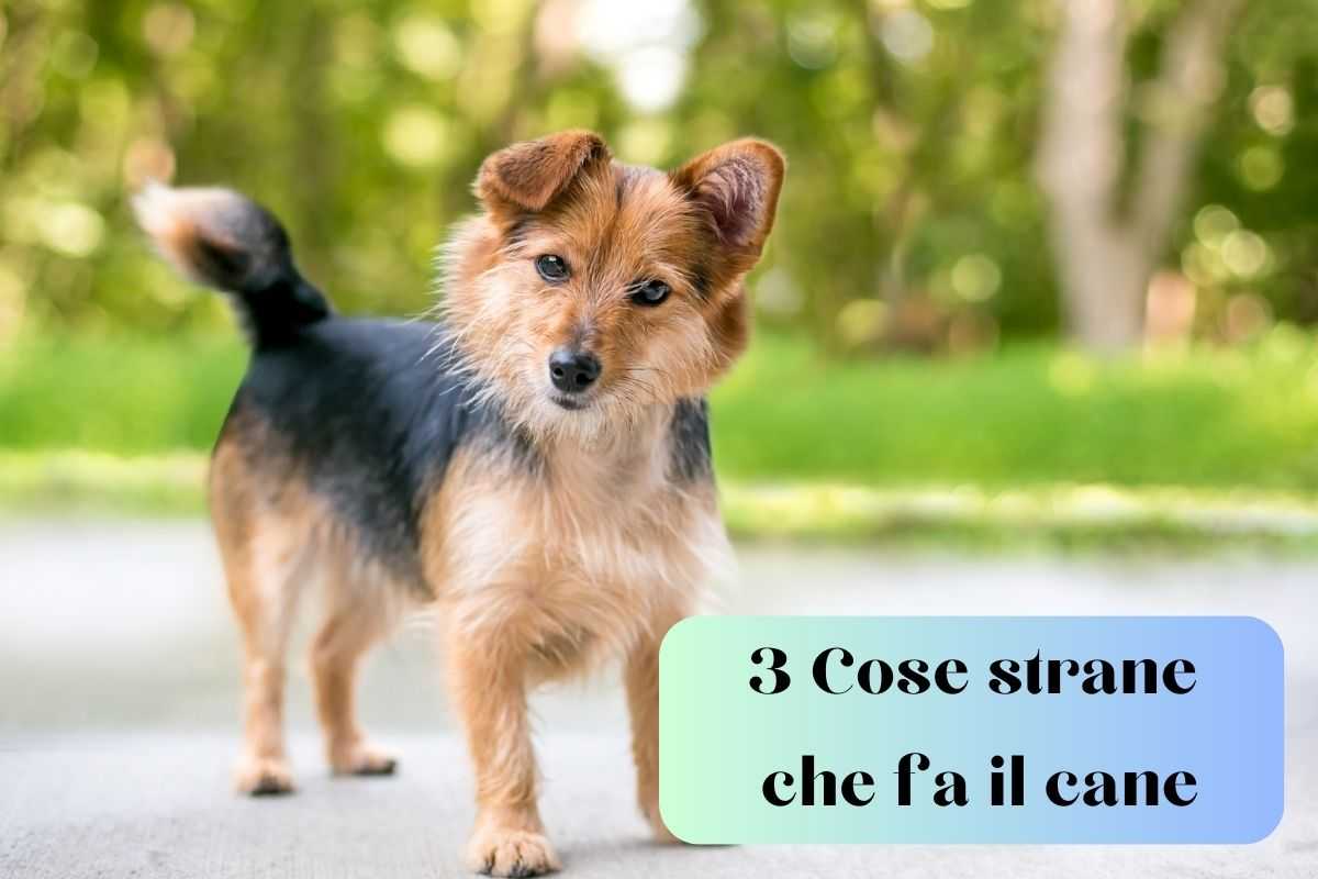 Cane in strada con la testa inclinata una delle 3 cose strane che fa Fido