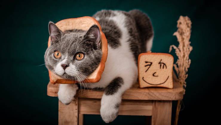 Gatto bianco e grigio con una fetta di pane sulla testa