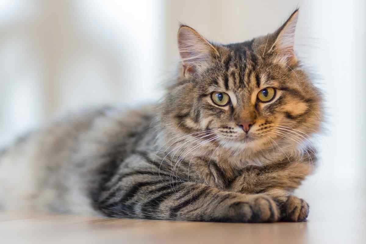Vuoi un gatto perché meno impegnativo