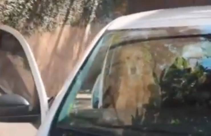 Golden Retriever al di là del vetro dell'auto
