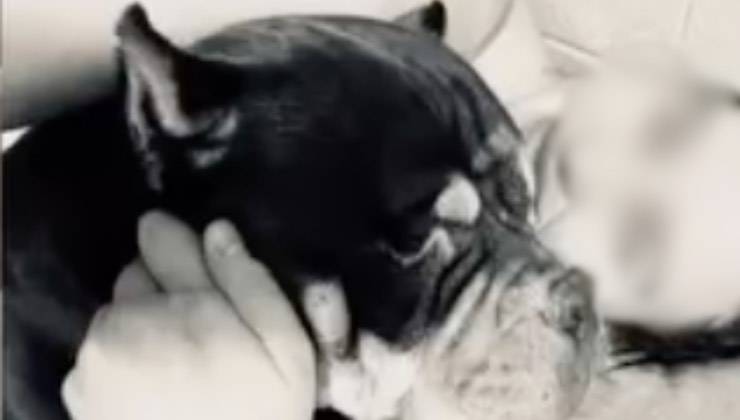 Cane in bianco e nero con la sua umana