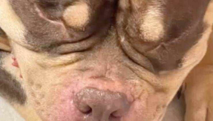 Faccia del cane cieco da vicino