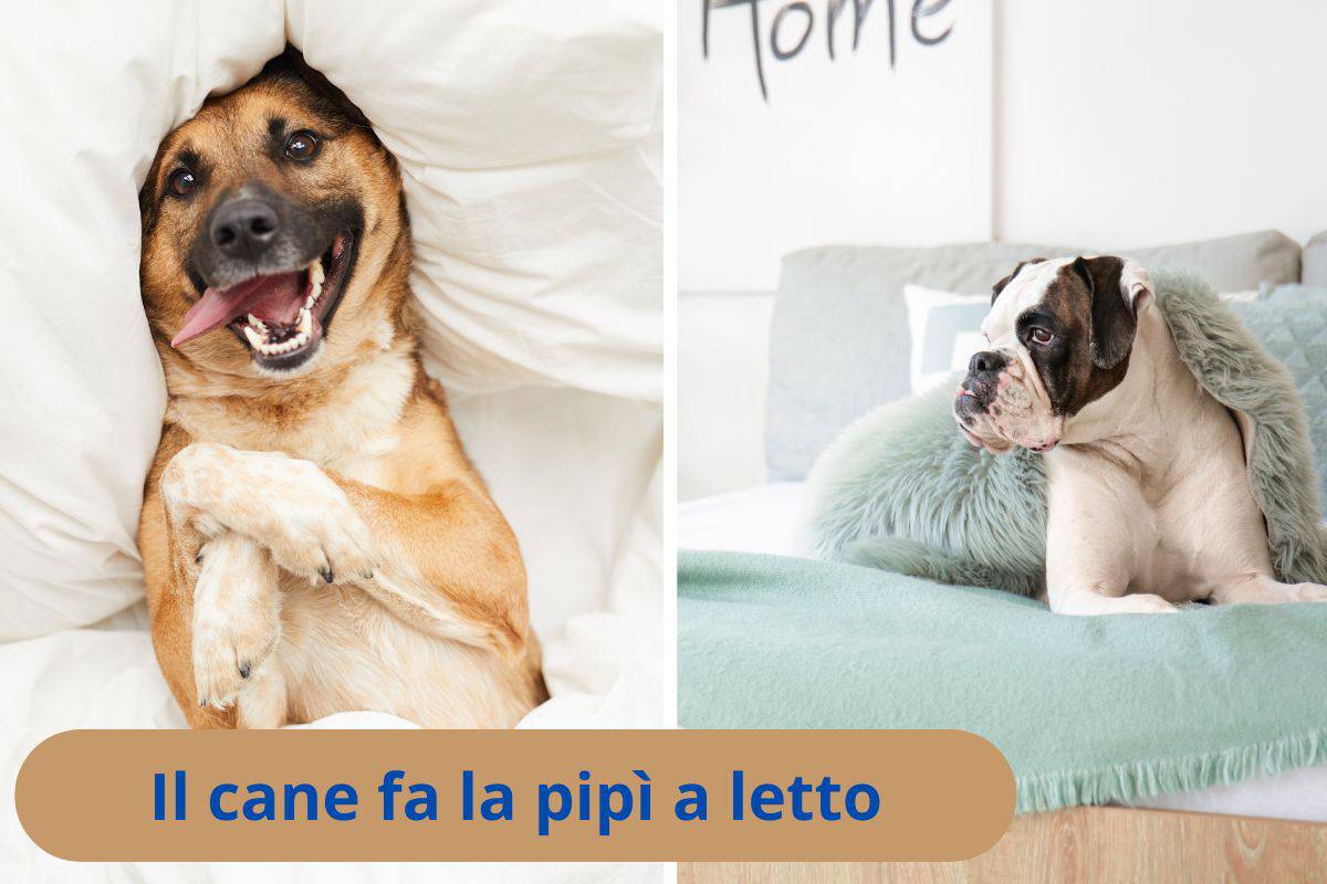 Cani sul letto