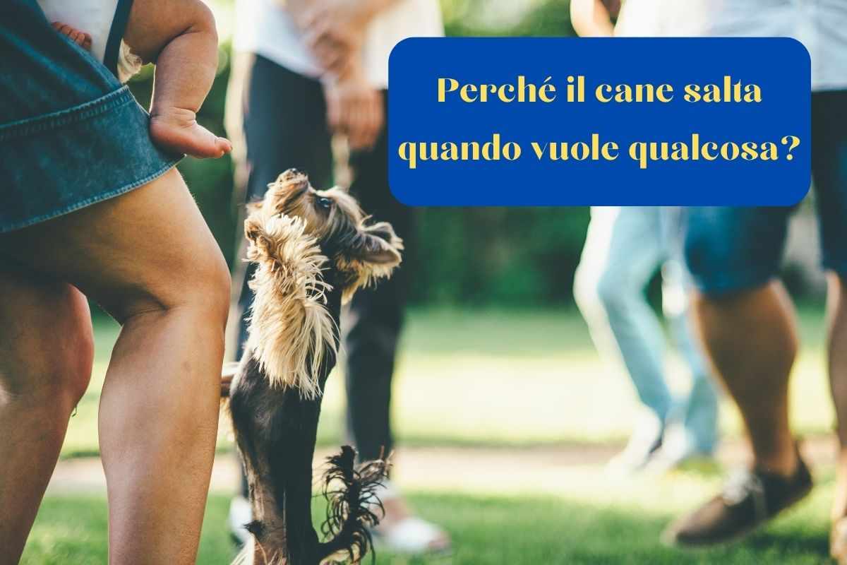 Cane salta per attirare l'attenzione della donna che ha un bimbo in braccio