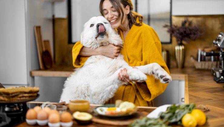 Cane in cucina