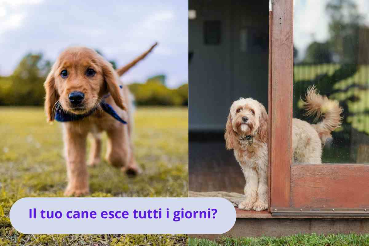 Cane fuori casa e dentro casa
