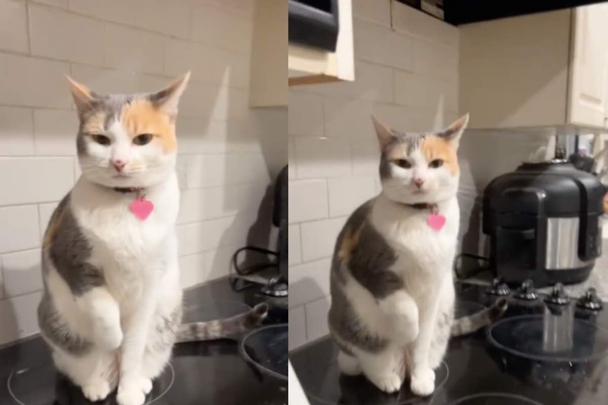 Gatto bianco e arancione solleva la zampa in cucina