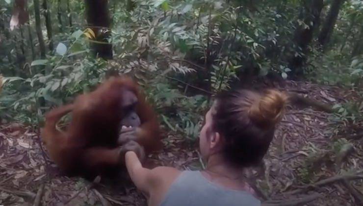 Orango tiene la mano della donna nel bosco