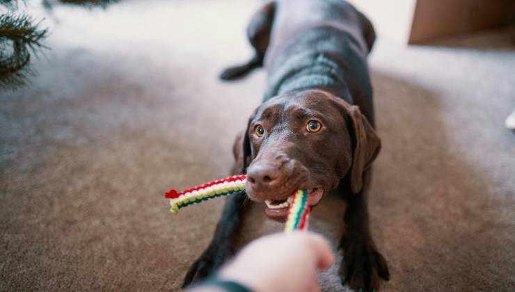 Cane distratto con il gioco da masticare per non fargli mangiare il muro