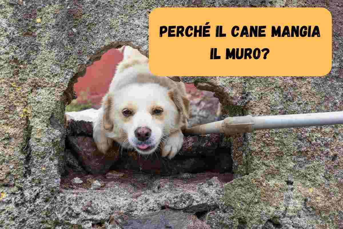 Cane con la testa in un buco fatto nel muro
