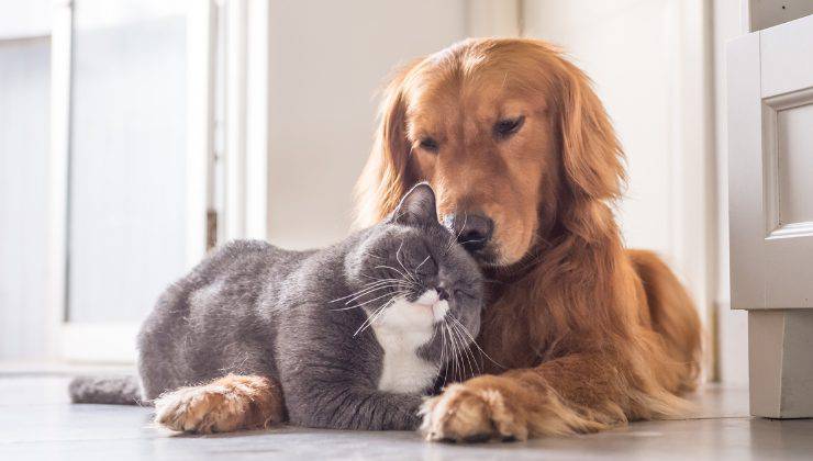 cane e gatto