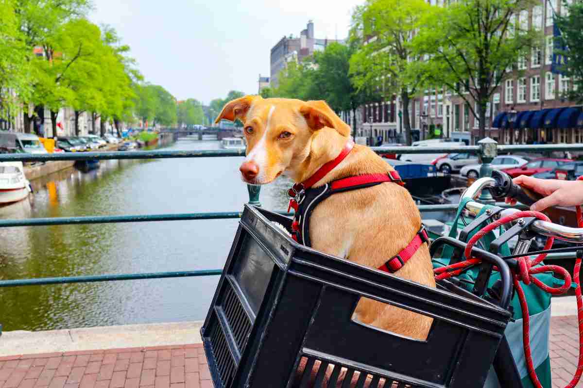 Cagnolino nel cesto della bici di un senzatetto