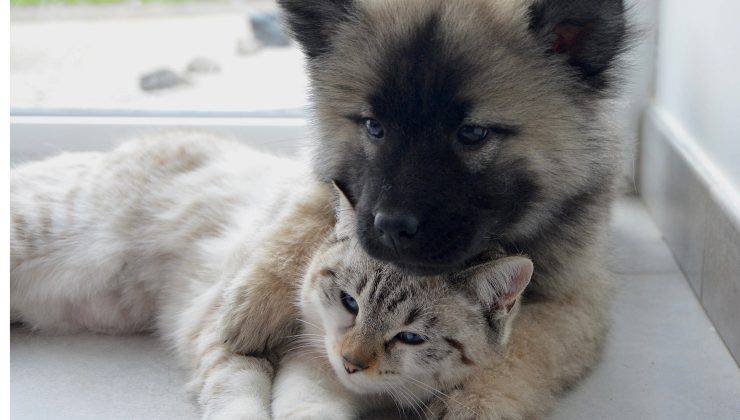 gatto e cucciolo di cane