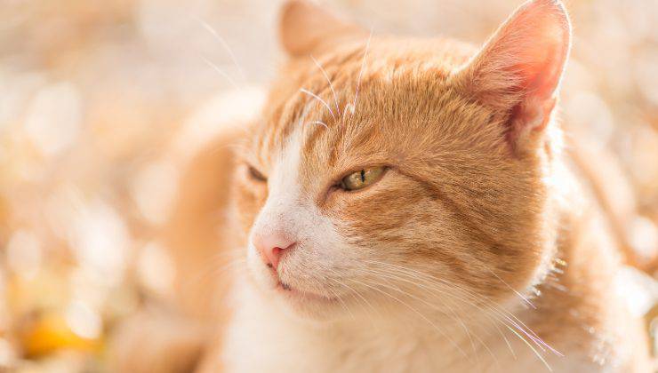 gatto diffidente