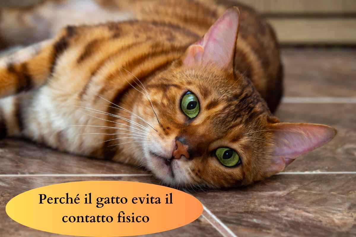 Il gatto evita il contatto fisico