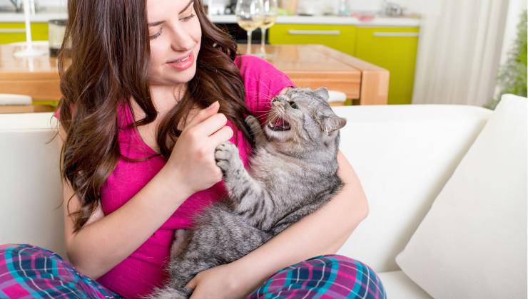 gatto non vuole essere accarezzato