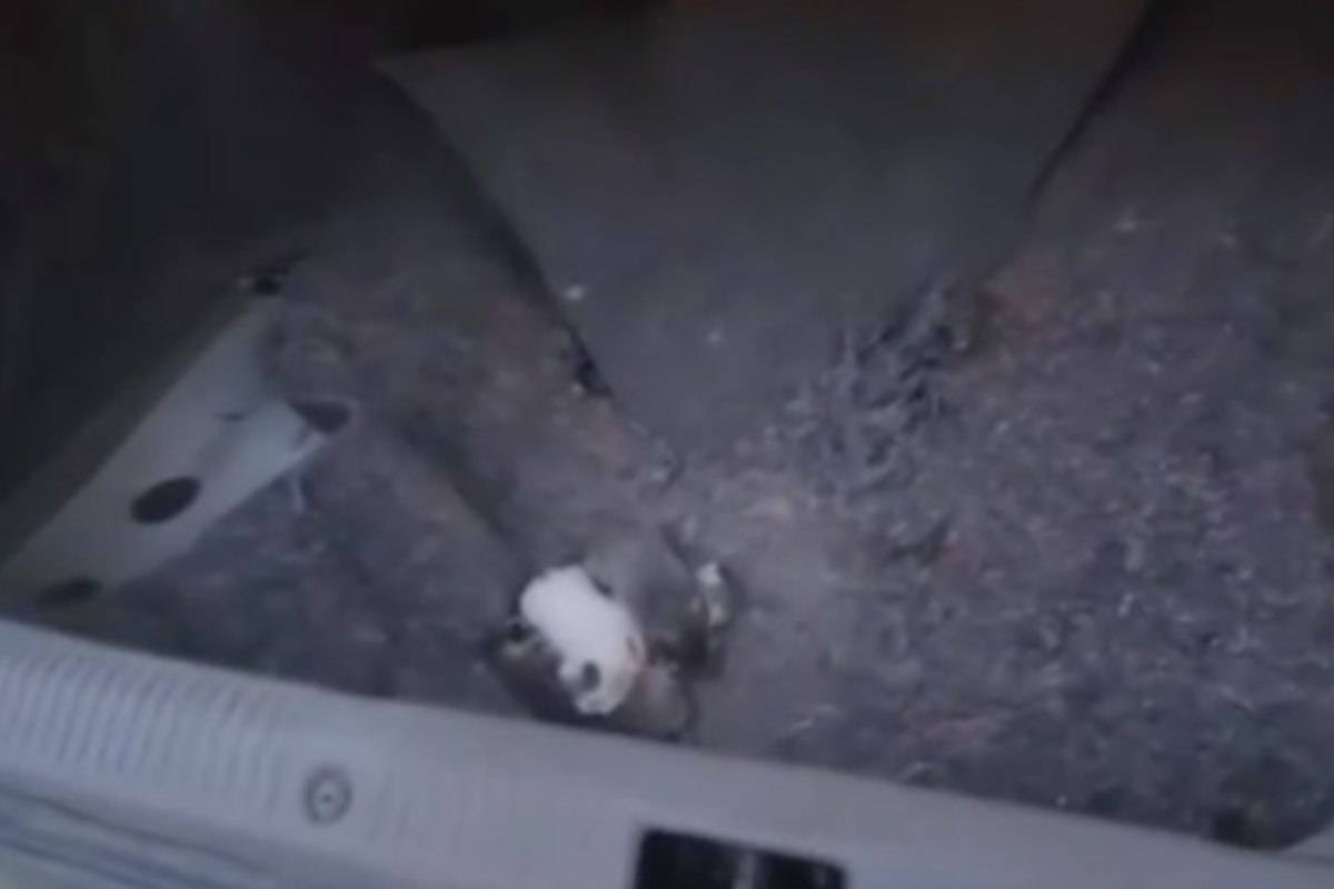 Animali in un bagagliaio