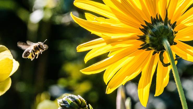 Approdo di api su piante dai fiori gialli 