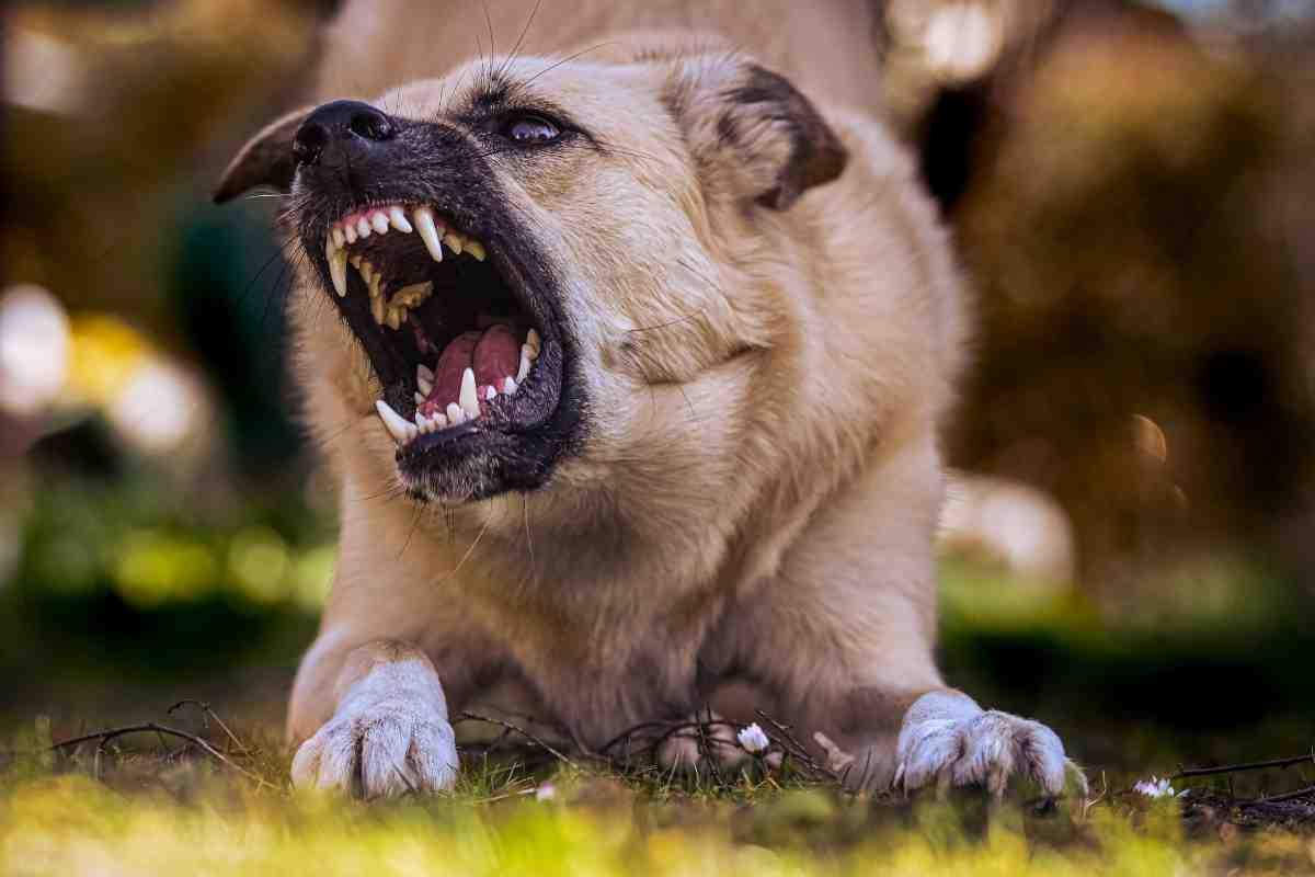 Davanti un cane inferocito, comportamento