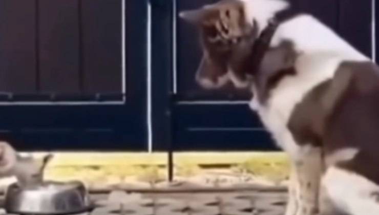 Cane controlla il gatto