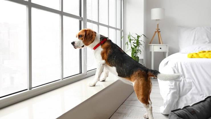 cane alla finestra a casa da solo