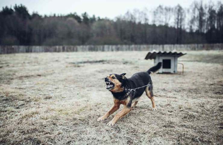 Davanti un cane inferocito, comportamento
