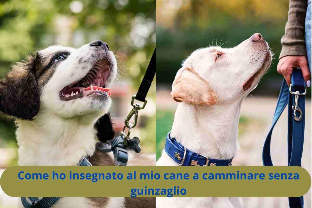Cane con e senza guinzaglio