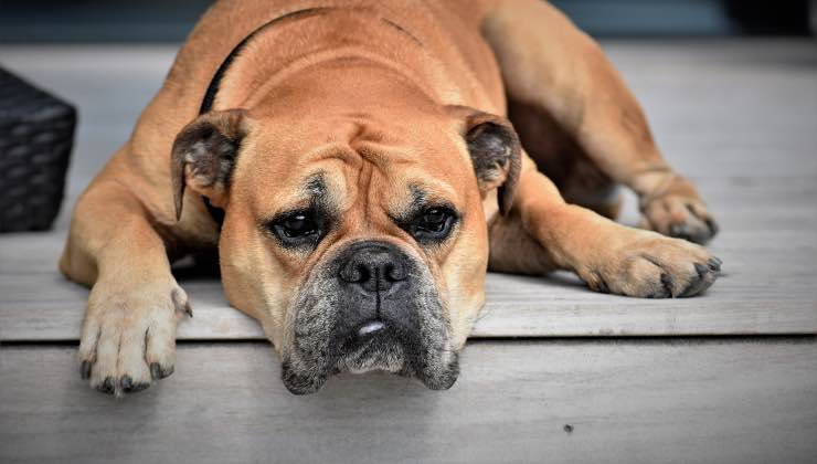 Cane di razza bull dog sdtradiato a terra