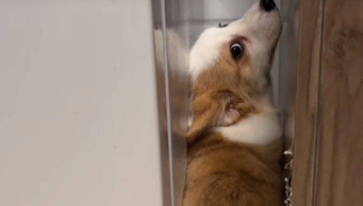 Corgi pentito