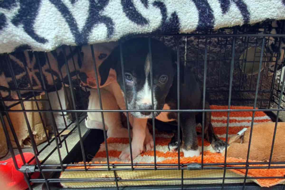 Cuccioli in gabbia