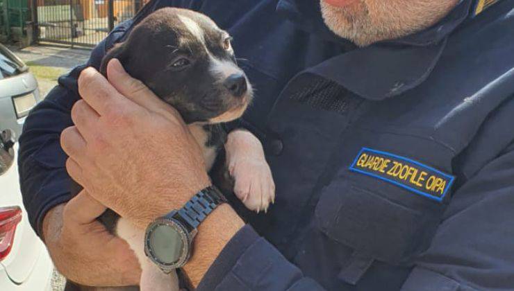 Cuccioli liberati brianza
