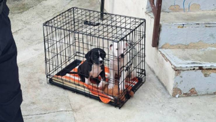 Cuccioli salvati milano