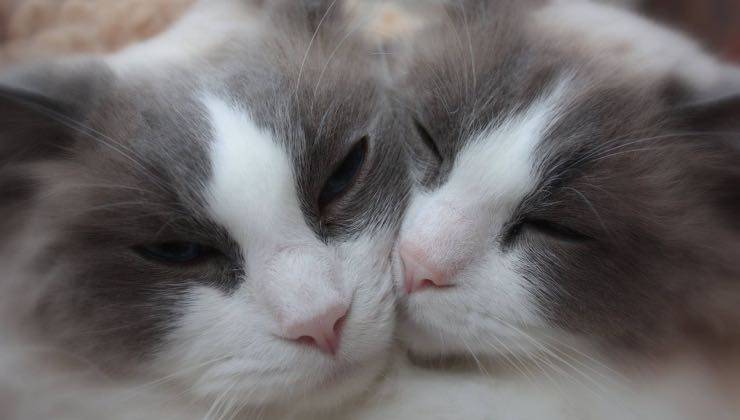 Gatti abbracciati (Pixabay woodsilver - amoreaquattrozampe.live)