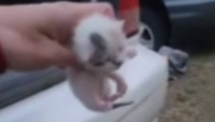 Gattino bianco 