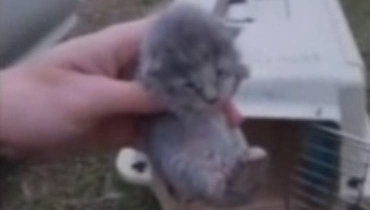 Gattino grigio 